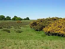 Thetford Heath