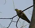 at Jayanti in  Buxa Tiger Reserve in Jalpaiguri district of  West Bengal, India.