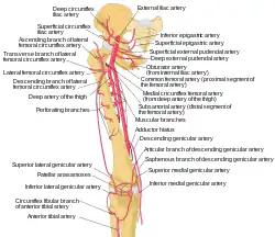 Schema of the arteries of the thigh.  Anterior tibial artery is labeled at the bottom.