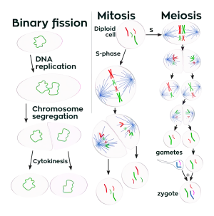 drawing of showing the processes of binary fission, mitosis, and meiosis