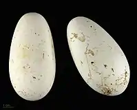 Eggs of the Threskiornis aethiopicus