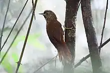 Orinoco Softtail (Thripophaga cherriei) perches in vegetation