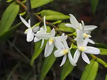 Thrixspermum calceolus (Lindl.) Rchb.f., a member of the subtribe Aeridinae