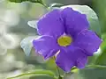 Thunbergia erecta