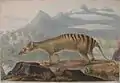 Thylacinus cynocephalus Painting by John Lewin of a thylacine (Tasmanian tiger), painted in 1817.