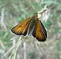 Essex skipper, Thymelicus lineola, on north bank