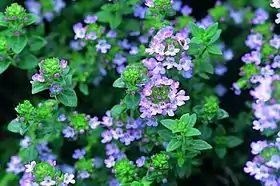 The essential oil of common thyme (Thymus vulgaris), contains the monoterpene thymol, an antiseptic and antifungal.