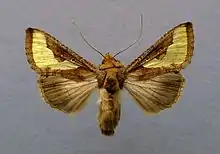 Thysanoplusia orichalcea
