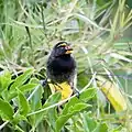 Yellow-faced grassquit in the parking lot