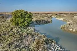 Tidal river in salt marsh near Al Thakhira