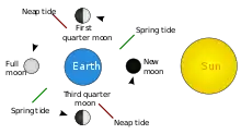 Spring tide: the Sun, moon, and earth form a straight line. Neap tide: the Sun, moon, and earth form a right angle.