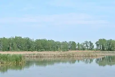 Trees, grasses and open water