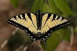 Image 39A tiger swallowtail butterfly (Papilio glaucus) in Shawnee National Forest. Photo credit: Daniel Schwen (from Portal:Illinois/Selected picture)