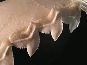 The serrated teeth of a tiger shark, used for sawing through flesh