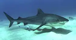Profile photo of shark, accompanied by remora, swimming just above a sandy seafloor