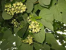 Tilia maximowicziana