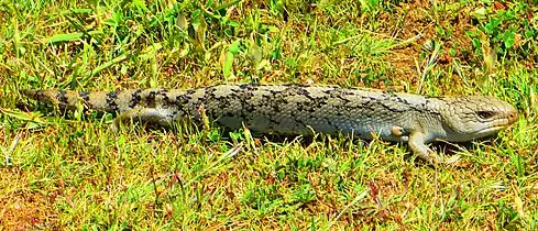 Blotched blue-tongued lizard, Murnanes Bay, Bay of Islands Coastal Park, Victoria, Australia 2013