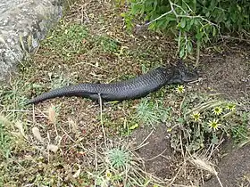 A melanistic morph of the blotched blue-tongued lizard. Low Head Coastal Reserve, Low Head, Tasmania. 2010