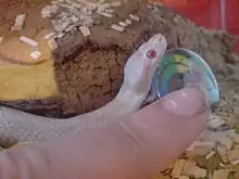 Small white snake next to human index finger,  demonstrating its size