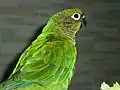 Domestic maroon-bellied parakeet(Pyrrhura frontalis)