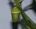 Pupa