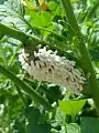 A tobacco hornworm with wasp cocoons