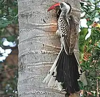 Male at a nest entrance in The Gambia