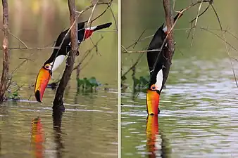 Drinking water from the Cuiaba River in the Brazilian Pantanal