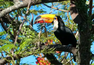 Eating Amazon lava lizard