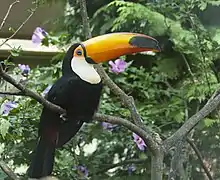 Toco toucan(Ramphastos toco)