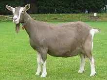 A Toggenburg goat with Swiss Markings.  Note that these Toggenburgs have modifier genes which turn the black-pigmented areas to medium brown and the tan areas to white.