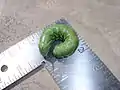 Tomato hornworm larva