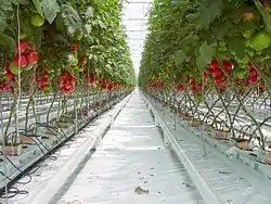 tomato growing