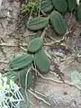 Growing near West Head in Ku-ring-gai Chase N.P.