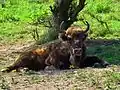 European bison in Topoľčianska zubria zvernica