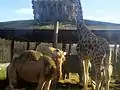 Dromedary, giraffe and white rhinoceros