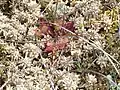 Drosera rotundifolia in a peat moss cushion