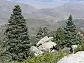 White firs at Toro Peak, California
