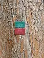 Torrey pine mature bark and nameplate in Mildred E. Mathias Botanical Garden, Los Angeles, California