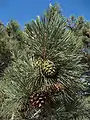 Torrey pine: female pine cones