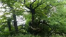 Ancient sweet chestnut in full summer foliage