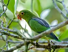 Green parrot with blue back and yellow eye-spot