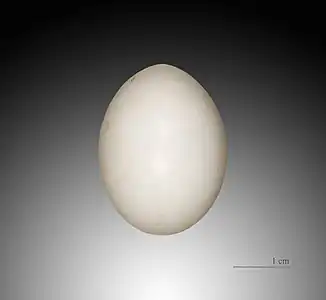 Egg in the collection of Muséum de Toulouse