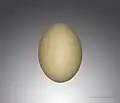 Egg from Atar, Mauritania
