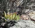 Adromischus filicaulis