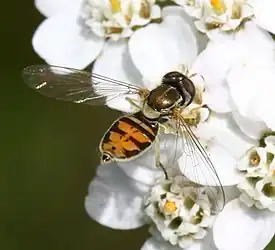 Toxomerus marginatus