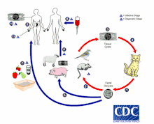 1. The only known definitive hosts for Toxoplasma gondii are members of family Felidae (domestic cats and their relatives). Unsporulated oocysts are shed in the cat's feces. Although oocysts are usually only shed for 1–3 weeks, large numbers may be shed. Oocysts take 1–5 days to sporulate in the environment and become infective.  2. Intermediate hosts in nature (including birds and rodents) become infected after ingesting soil, water or plant material contaminated with oocysts.  3. Oocysts transform into tachyzoites shortly after ingestion. These tachyzoites localize in neural and muscle tissue and develop into tissue cyst bradyzoites.  4. Cats become infected after consuming intermediate hosts harboring tissue cysts. Cats may also become infected directly by ingestion of sporulated oocysts.  5. Animals bred for human consumption and wild game may also become infected with tissue cysts after ingestion of sporulated oocysts in the environment.  Humans can become infected by any of several routes: 6. Eating undercooked meat of animals harboring tissue cysts.  7. Consuming food or water contaminated with cat feces or by contaminated environmental samples (such as fecal-contaminated soil or changing the litter box of a pet cat). 8. Blood transfusion or organ transplantation.  9. Transplacentally from mother to fetus.  In the human host, the parasites form tissue cysts, most commonly in skeletal muscle, myocardium, brain, and eyes; these cysts may remain throughout the life of the host.  10. Diagnosis is usually achieved by serology, although tissue cysts may be observed in stained biopsy specimens.  11. Diagnosis of congenital infections can be achieved by detecting T. gondii DNA in amniotic fluid using molecular methods such as PCR.