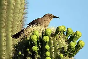 Bird on a cactus