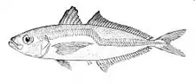 Greenback horse mackerel