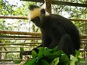 Black and yellow monkey